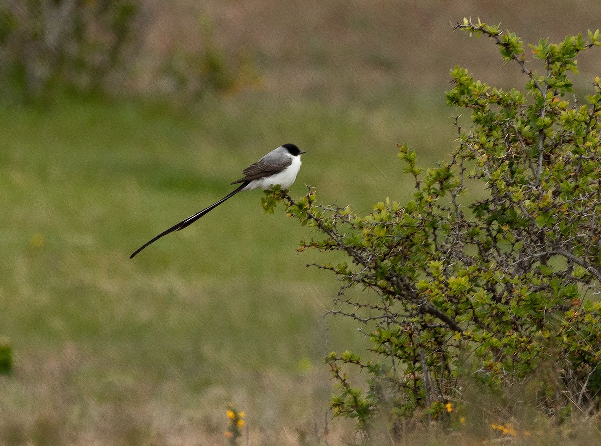 Fork-tailed Flycatcher - ML504003551