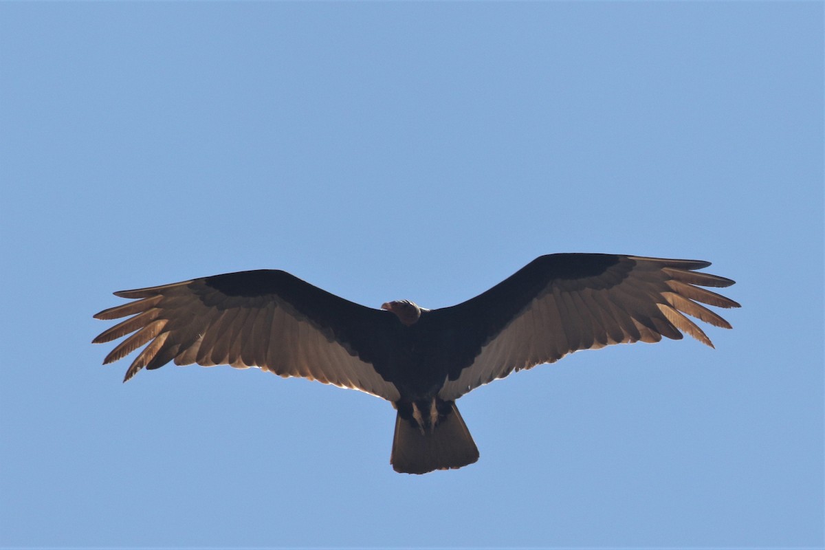 Turkey Vulture - ML504004591