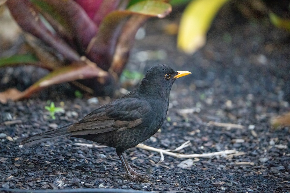 Eurasian Blackbird - ML504005421