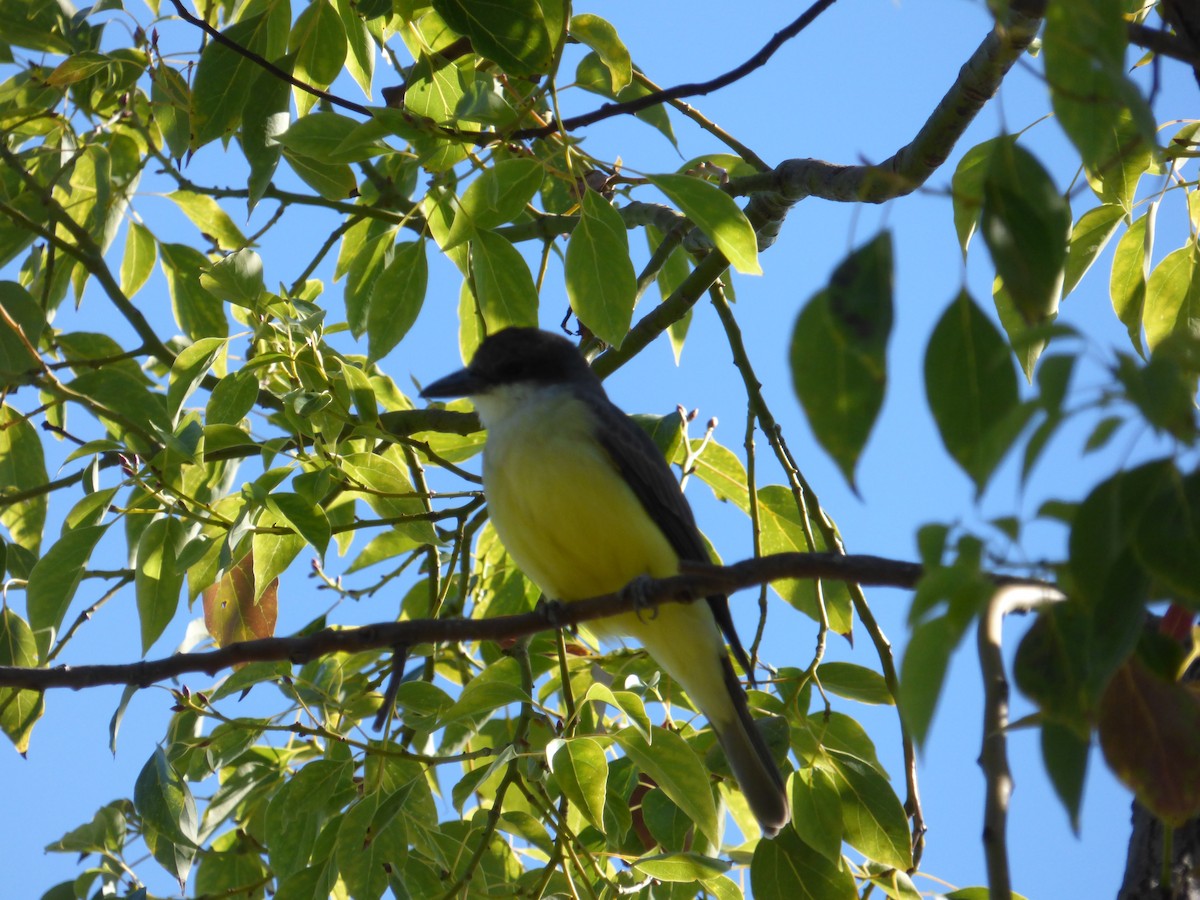 Thick-billed Kingbird - ML504006331