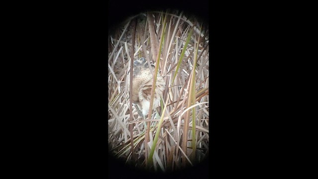 Eurasian Bittern - ML504006911