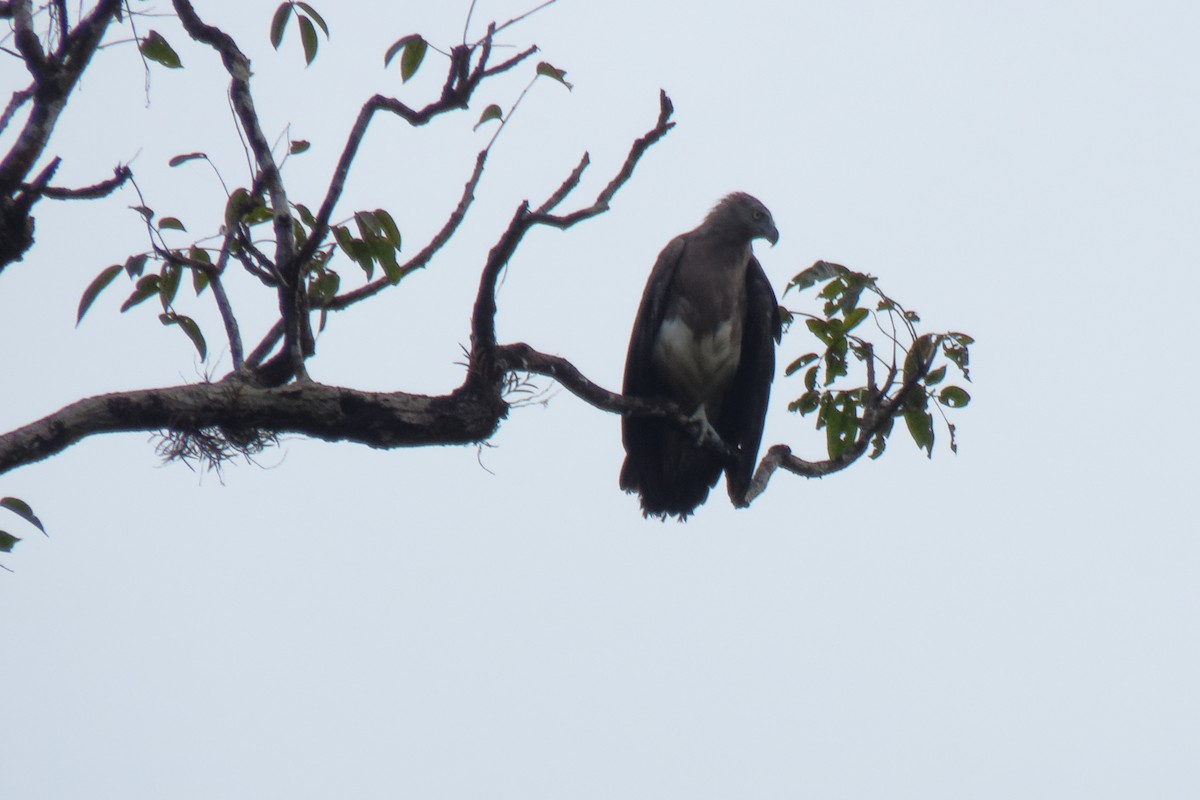 Lesser Fish-Eagle - ML504007981