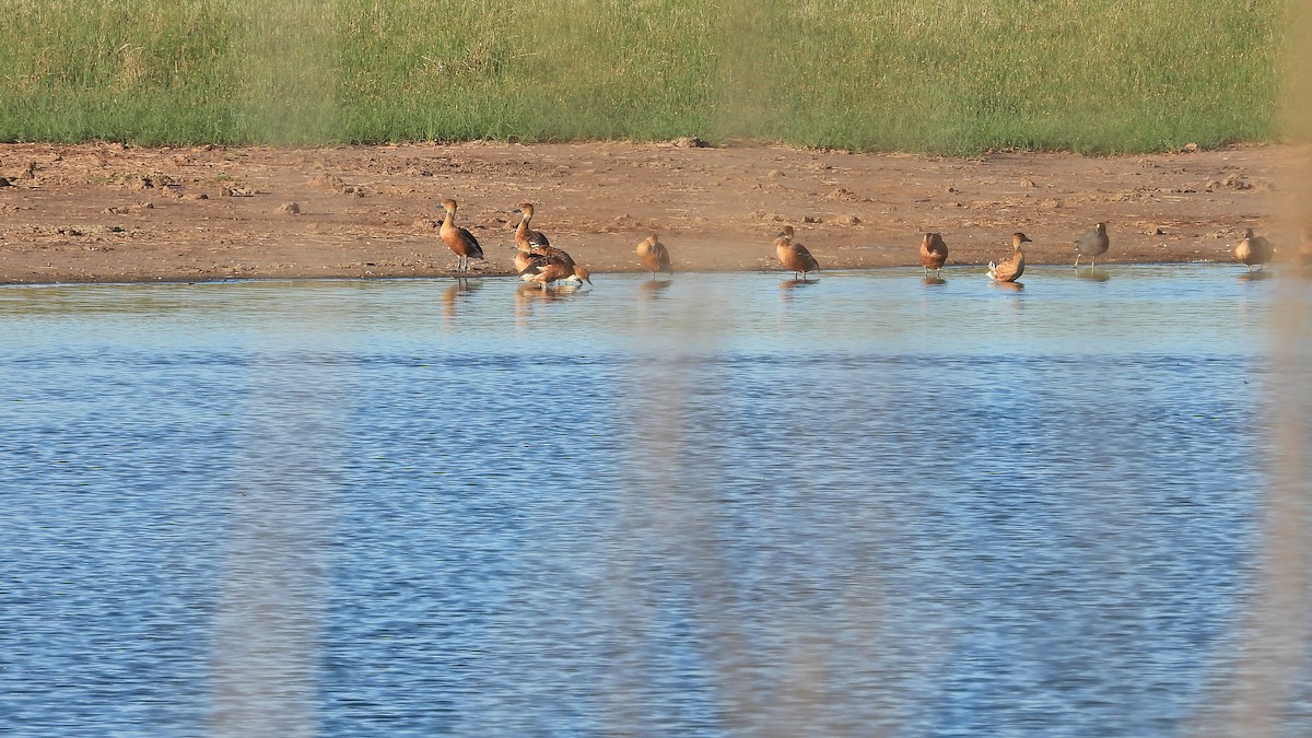 Fulvous Whistling-Duck - ML504008341