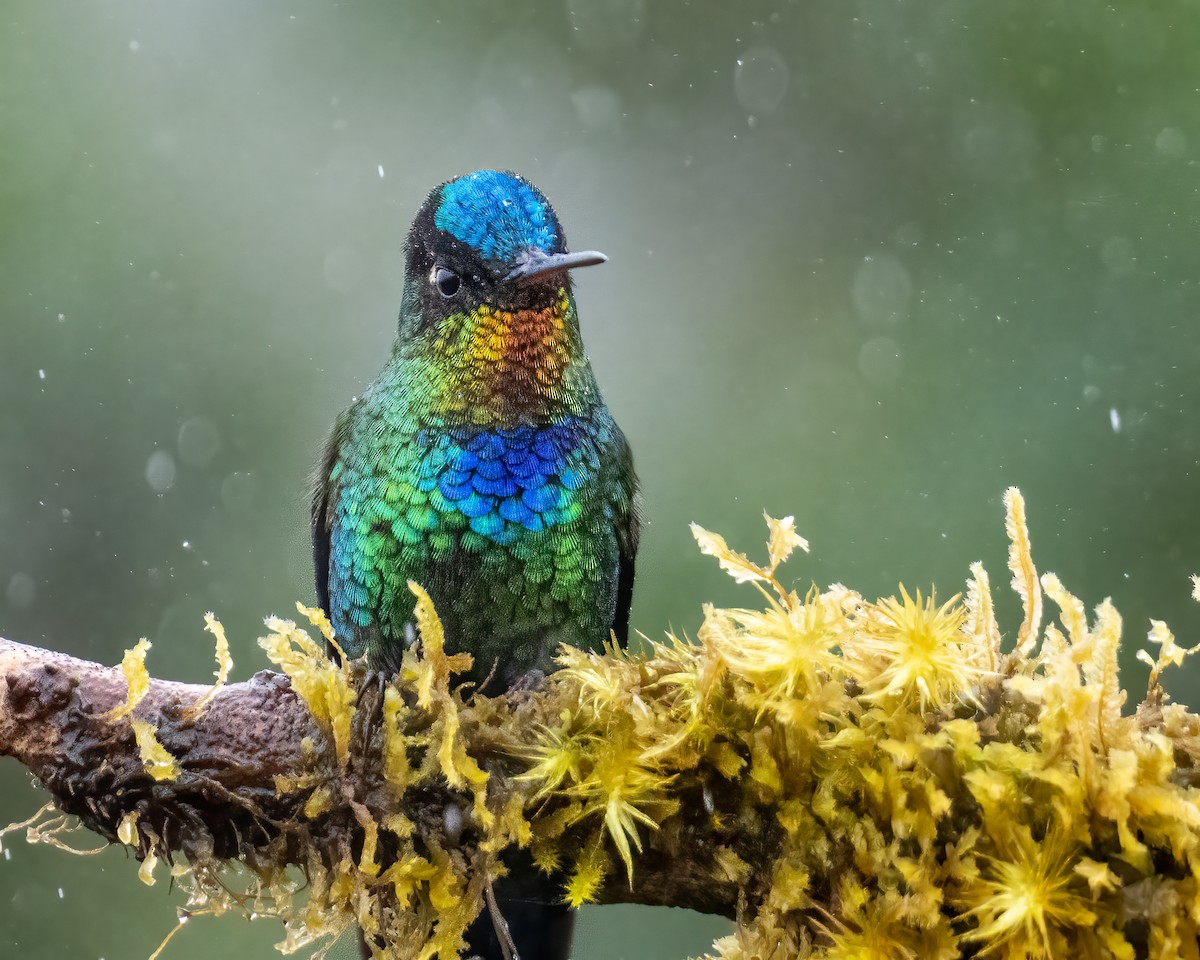 Fiery-throated Hummingbird - Tyler Wenzel