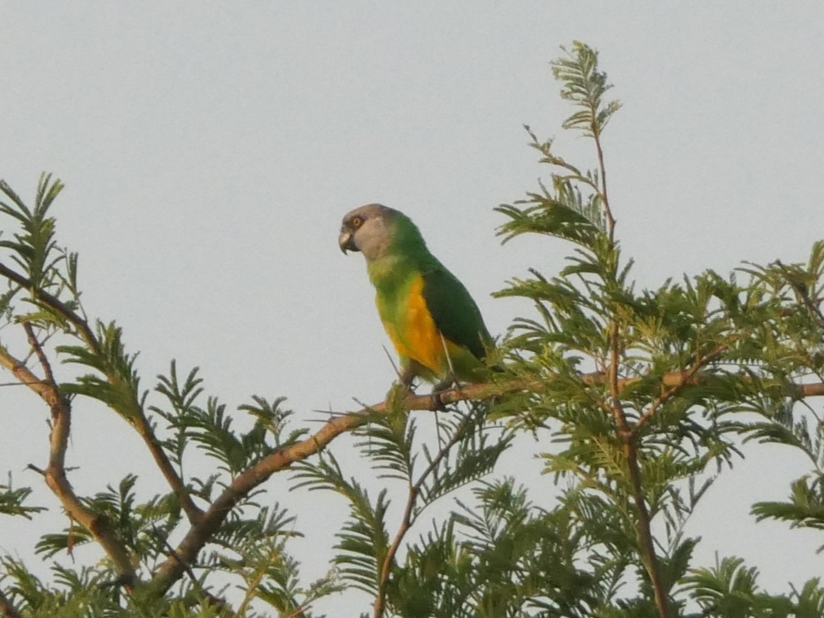 ネズミガシラハネナガインコ - ML504011221