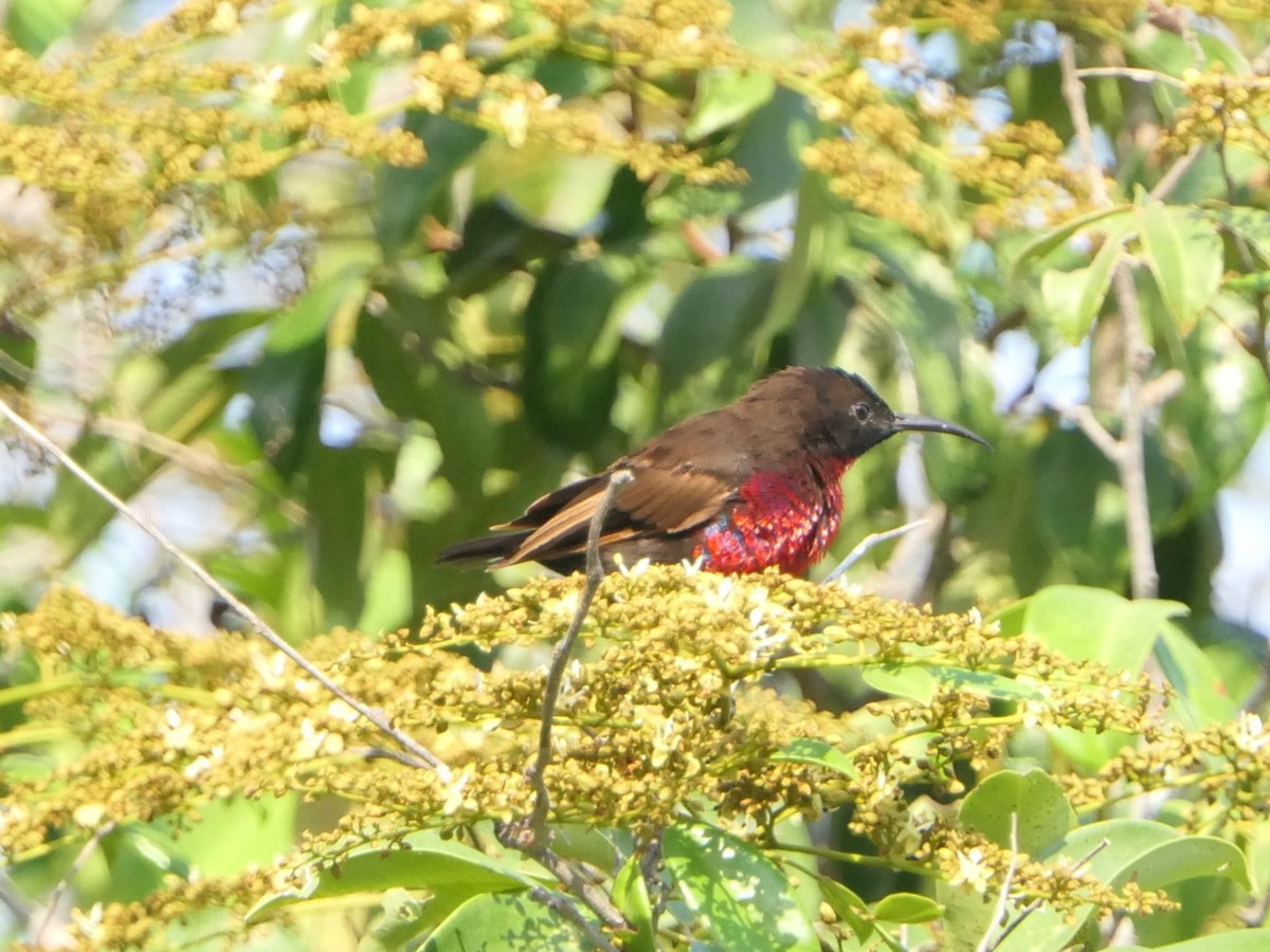 Souimanga à poitrine rouge - ML504012831