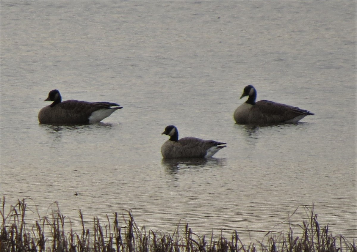 Cackling Goose - ML504013421