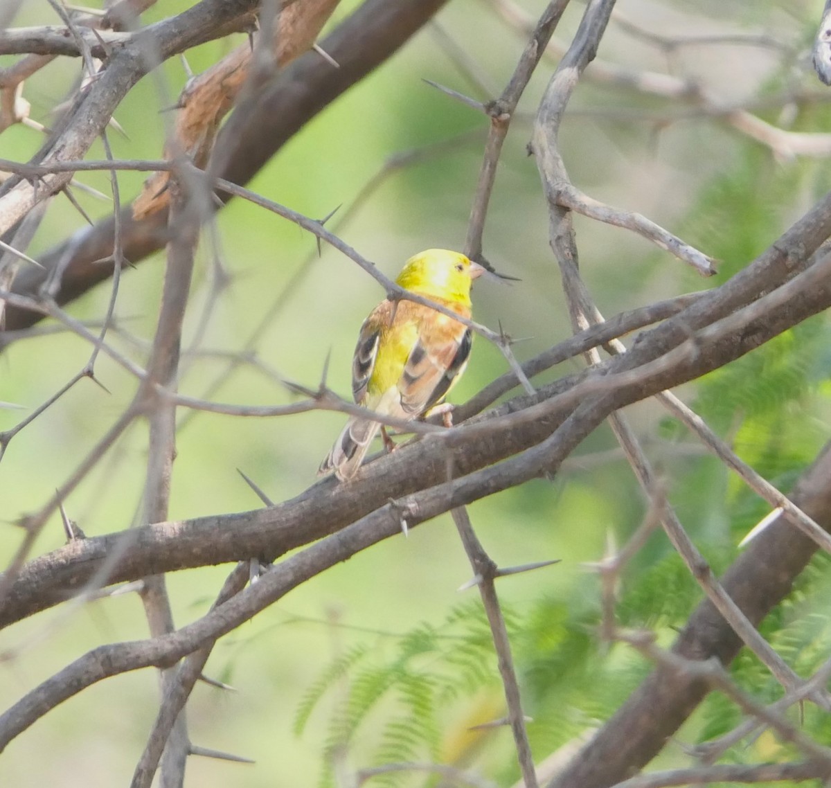 Sudan Golden Sparrow - ML504014971