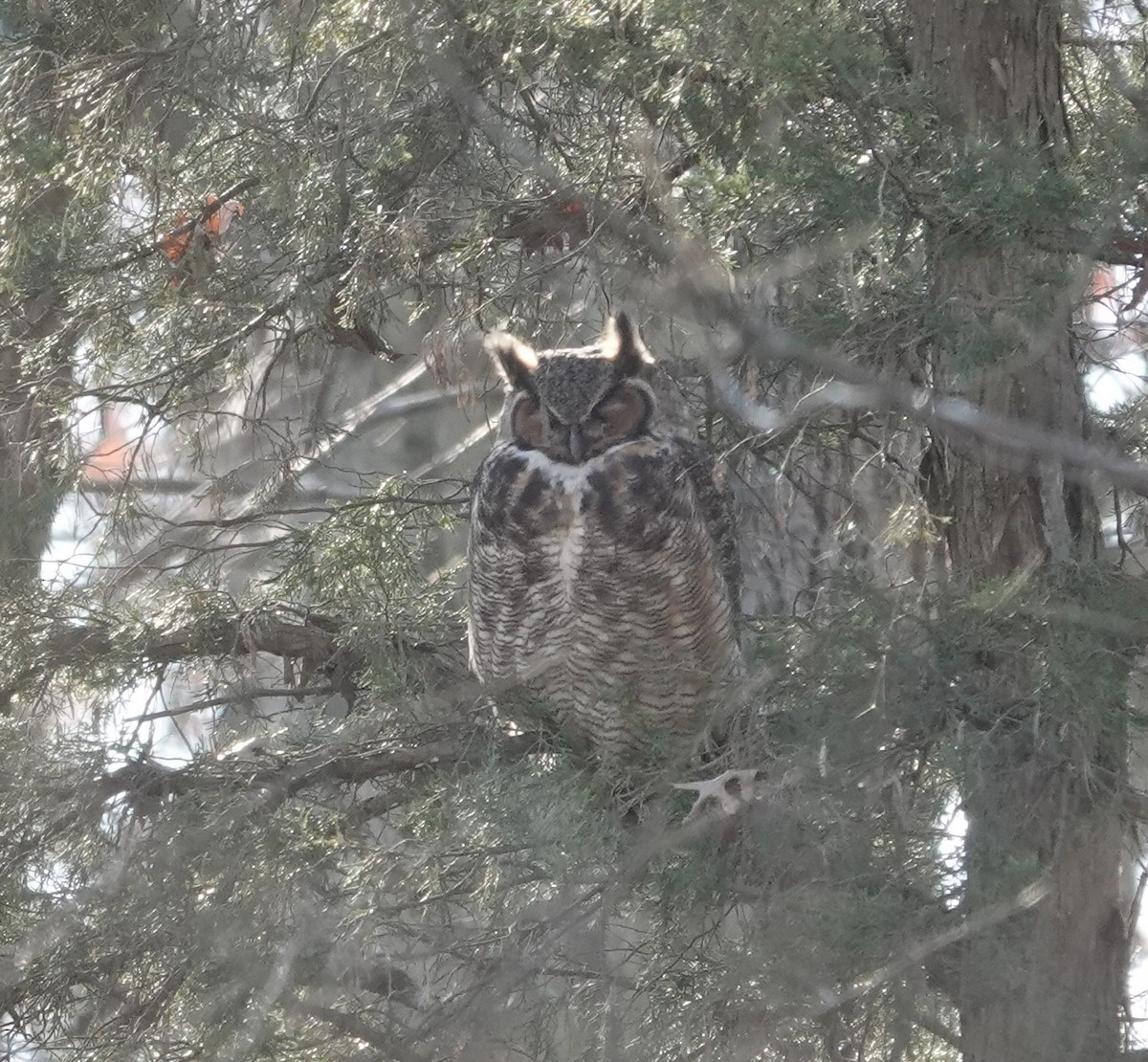 Great Horned Owl - ML504015361