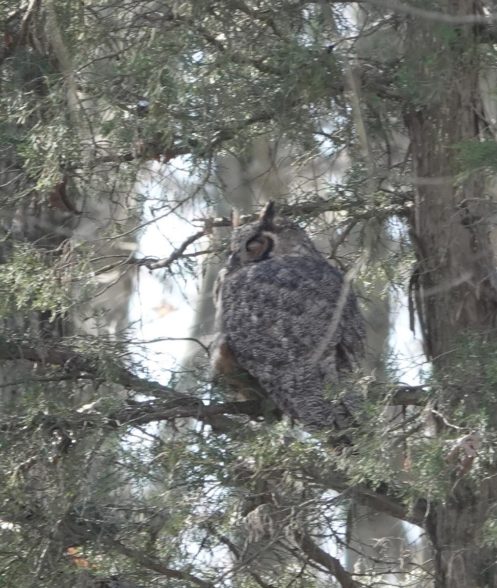 Great Horned Owl - ML504015421