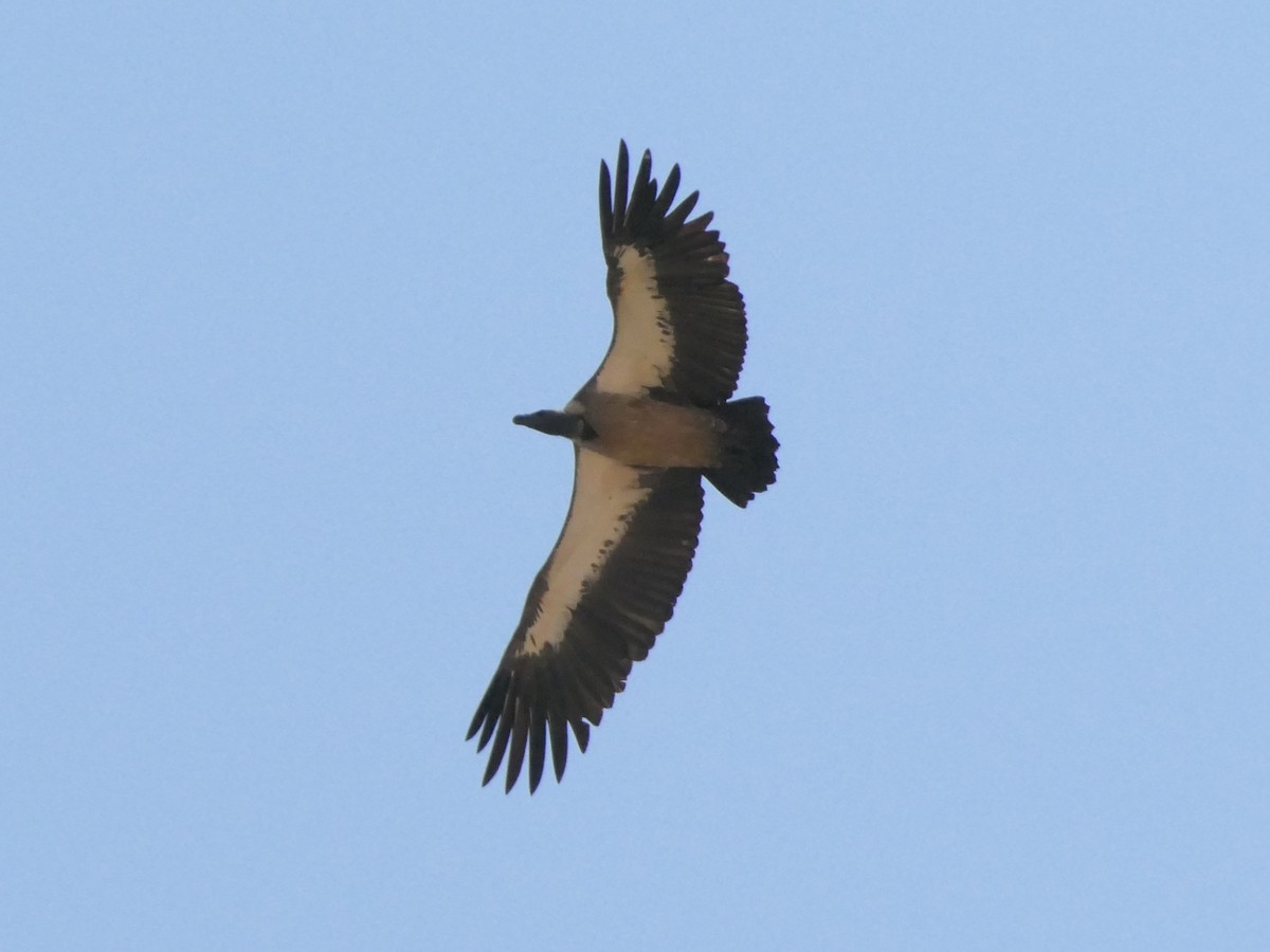 White-backed Vulture - ML504015921