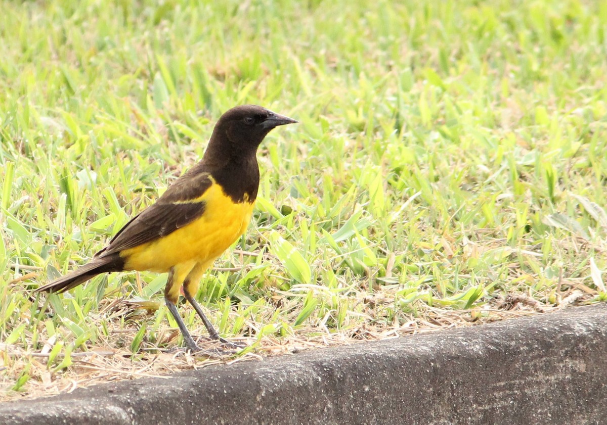 Yellow-rumped Marshbird - ML504016151