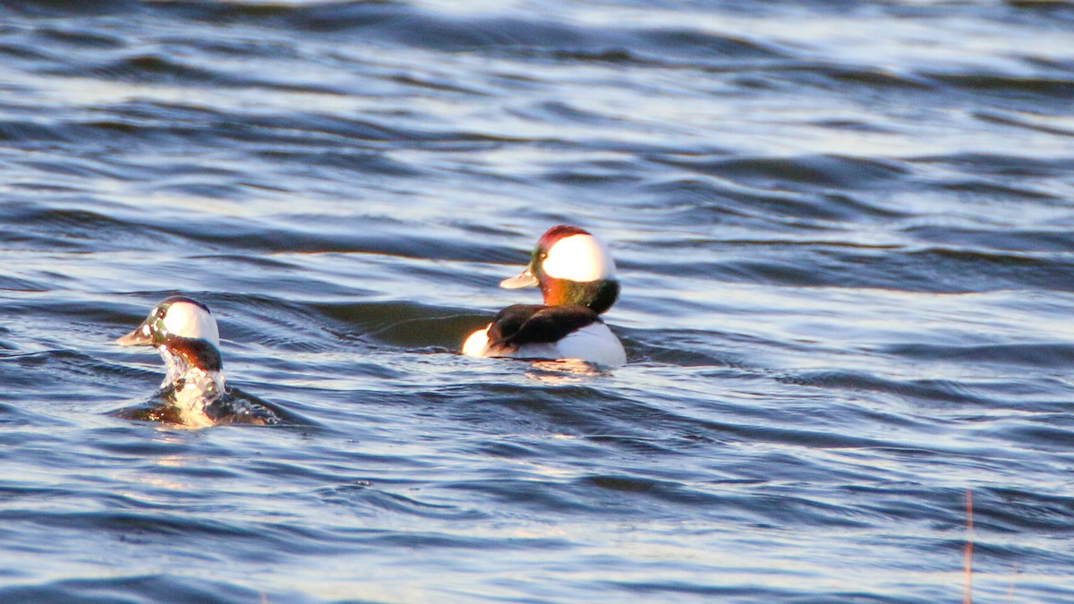 Bufflehead - Jack McDonald