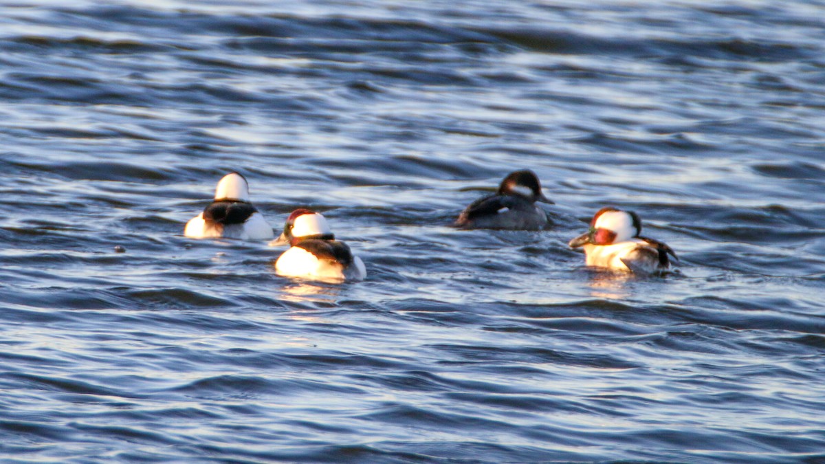 Bufflehead - Jack McDonald