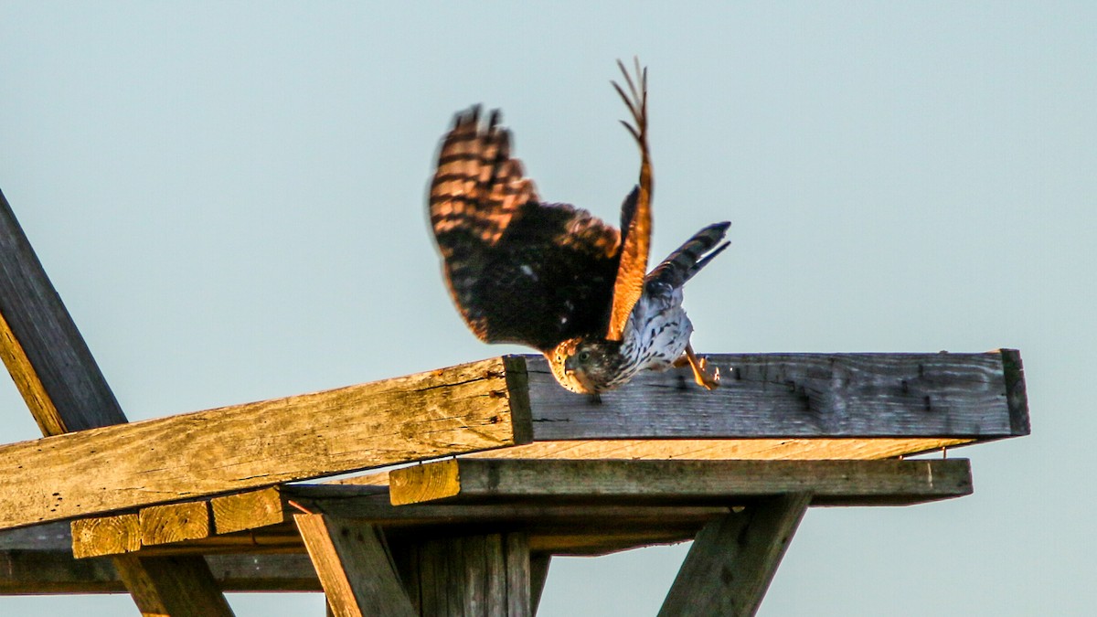 Cooper's Hawk - Jack McDonald