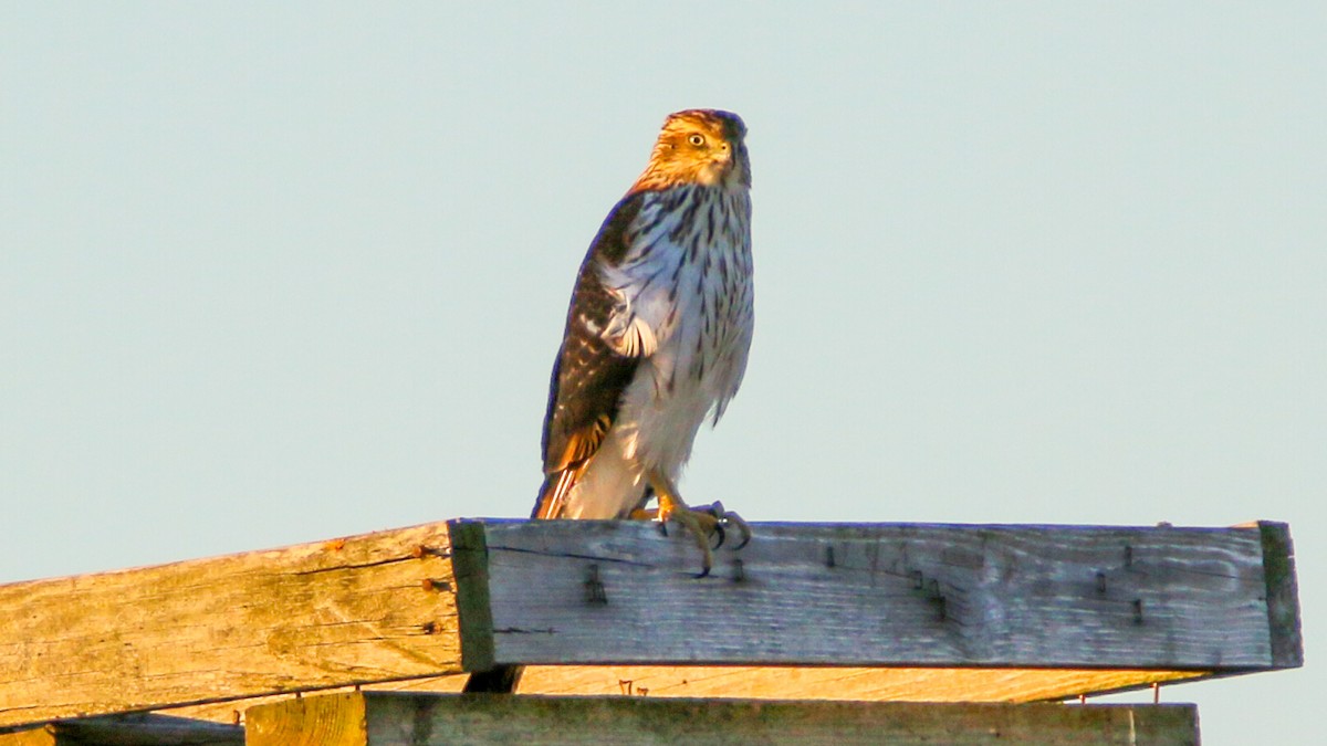 Cooper's Hawk - Jack McDonald