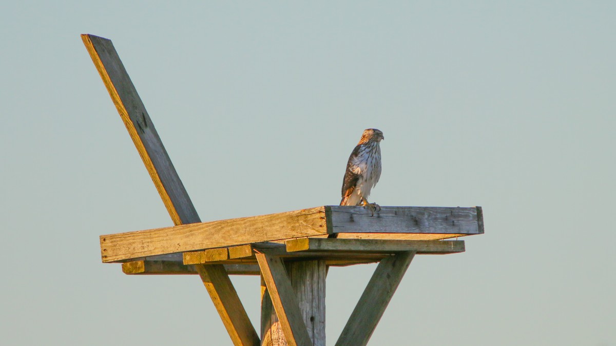 Cooper's Hawk - Jack McDonald