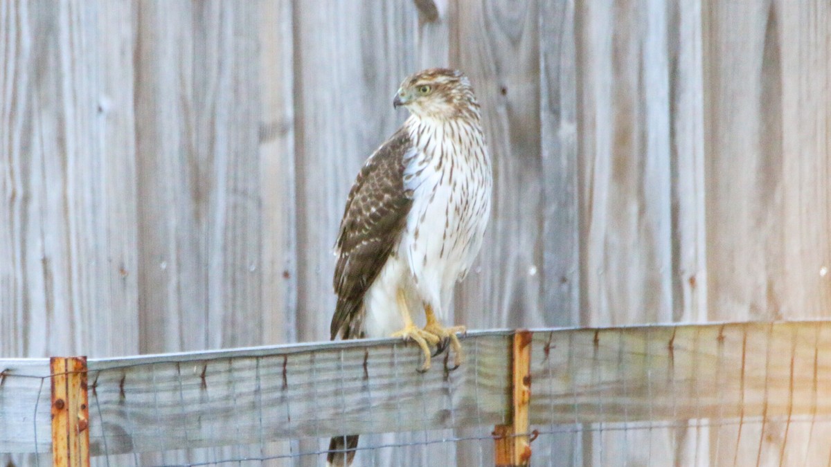 Cooper's Hawk - Jack McDonald