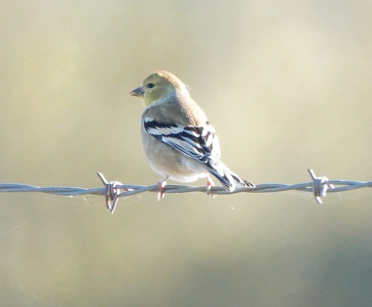 American Goldfinch - ML504018181