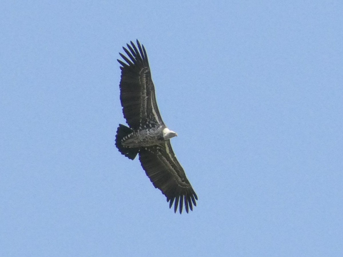 Rüppell's Griffon - Eric Heijs