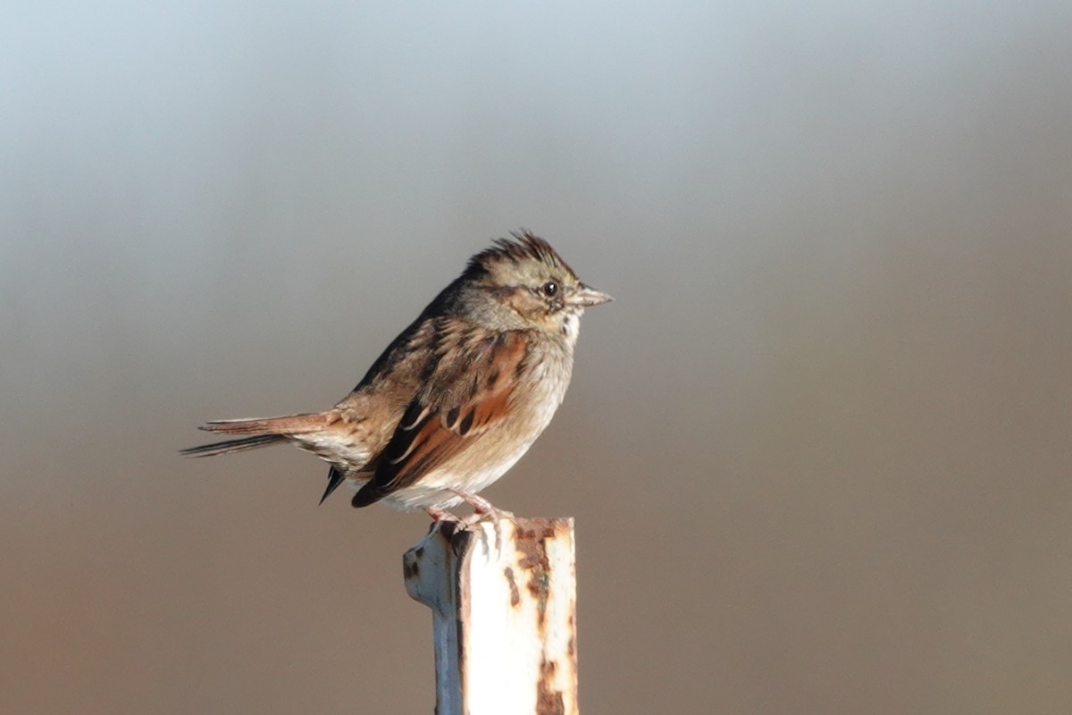 Swamp Sparrow - ML504018861