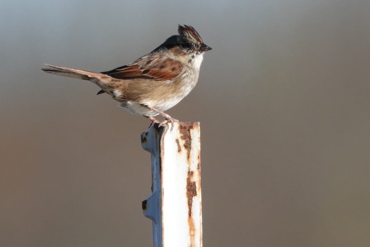 Swamp Sparrow - ML504018881