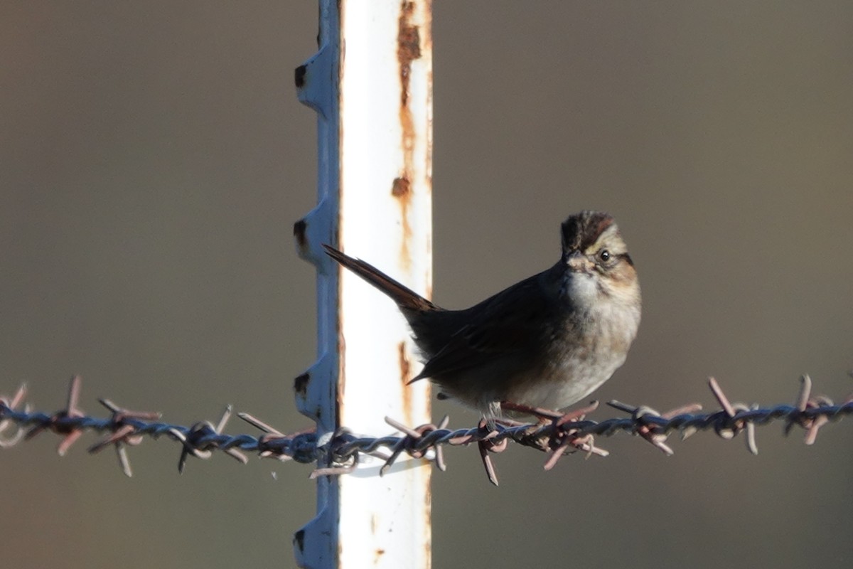 Swamp Sparrow - ML504018891