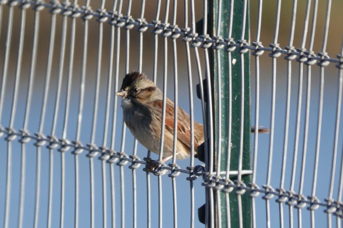 Swamp Sparrow - ML504018921