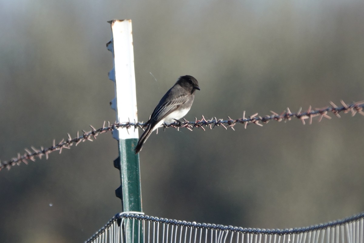 Black Phoebe - ML504019341