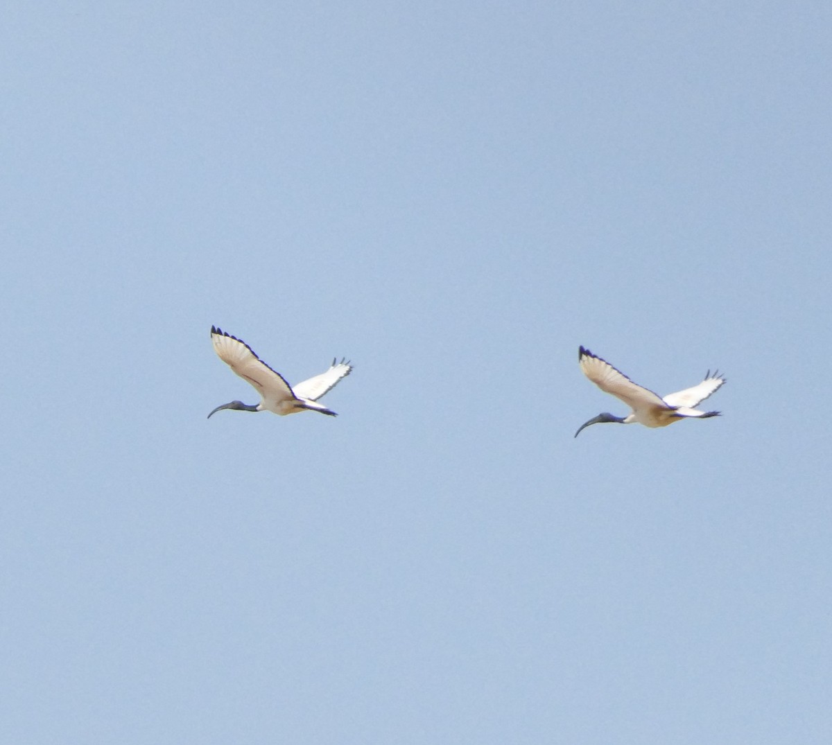 African Sacred Ibis - ML504019921