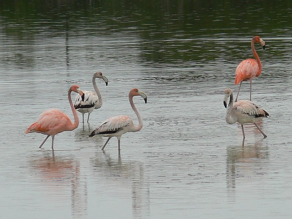 Amerika Flamingosu - ML504022681