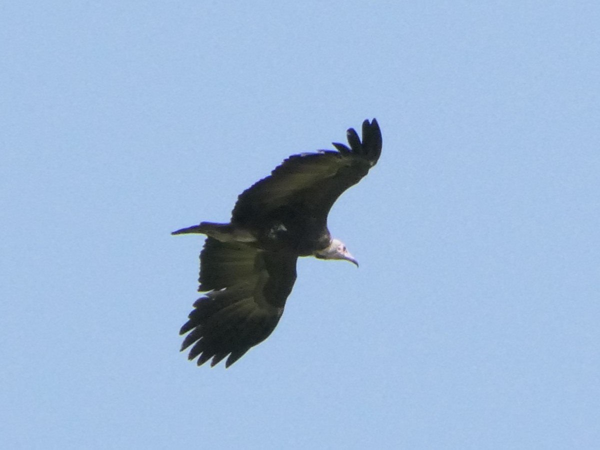 Hooded Vulture - ML504022721