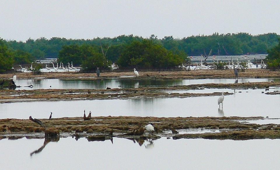 Great Egret - ML504023371