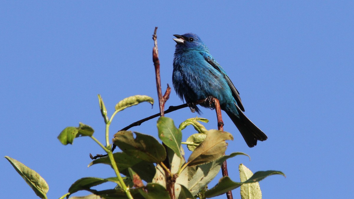Indigo Bunting - Daniel Jauvin