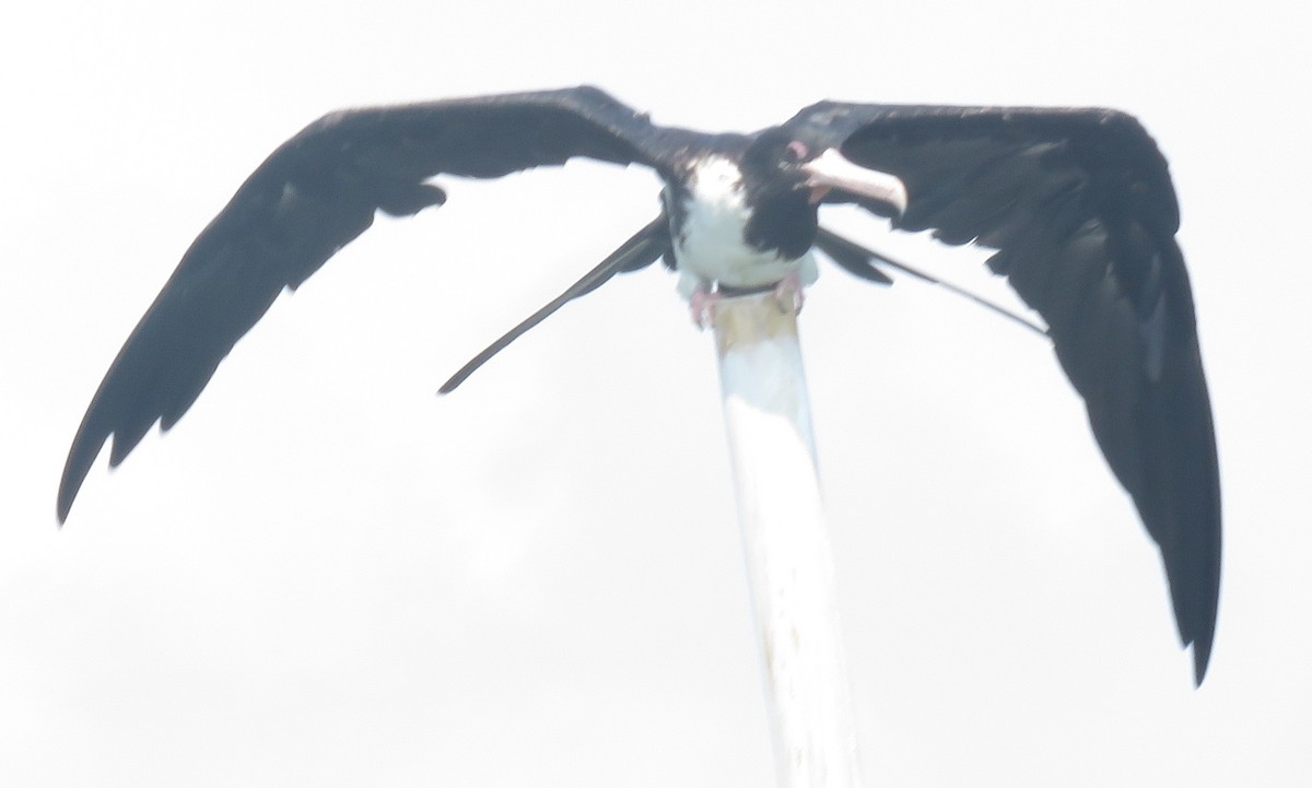 Christmas Island Frigatebird - ML504023841