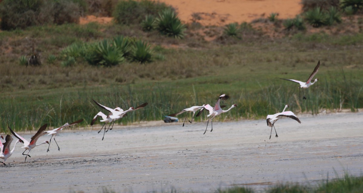 Lesser Flamingo - simon walkley