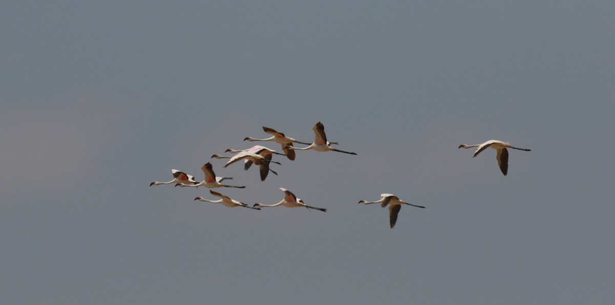 Lesser Flamingo - ML504024261