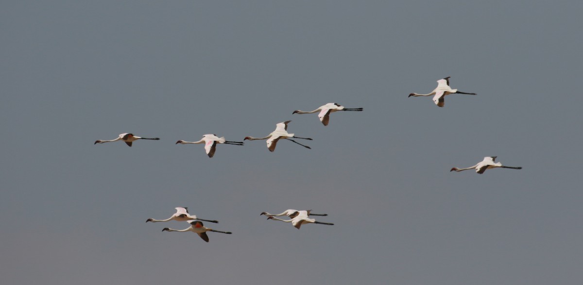 Lesser Flamingo - simon walkley