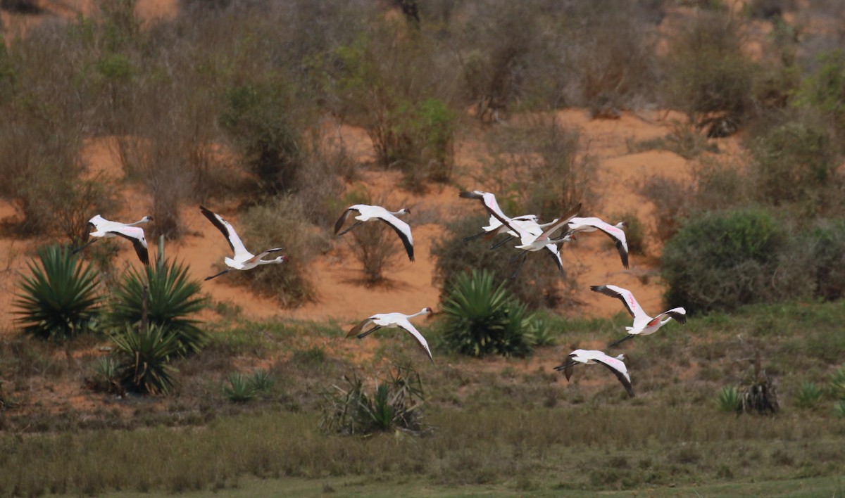 Lesser Flamingo - ML504024281