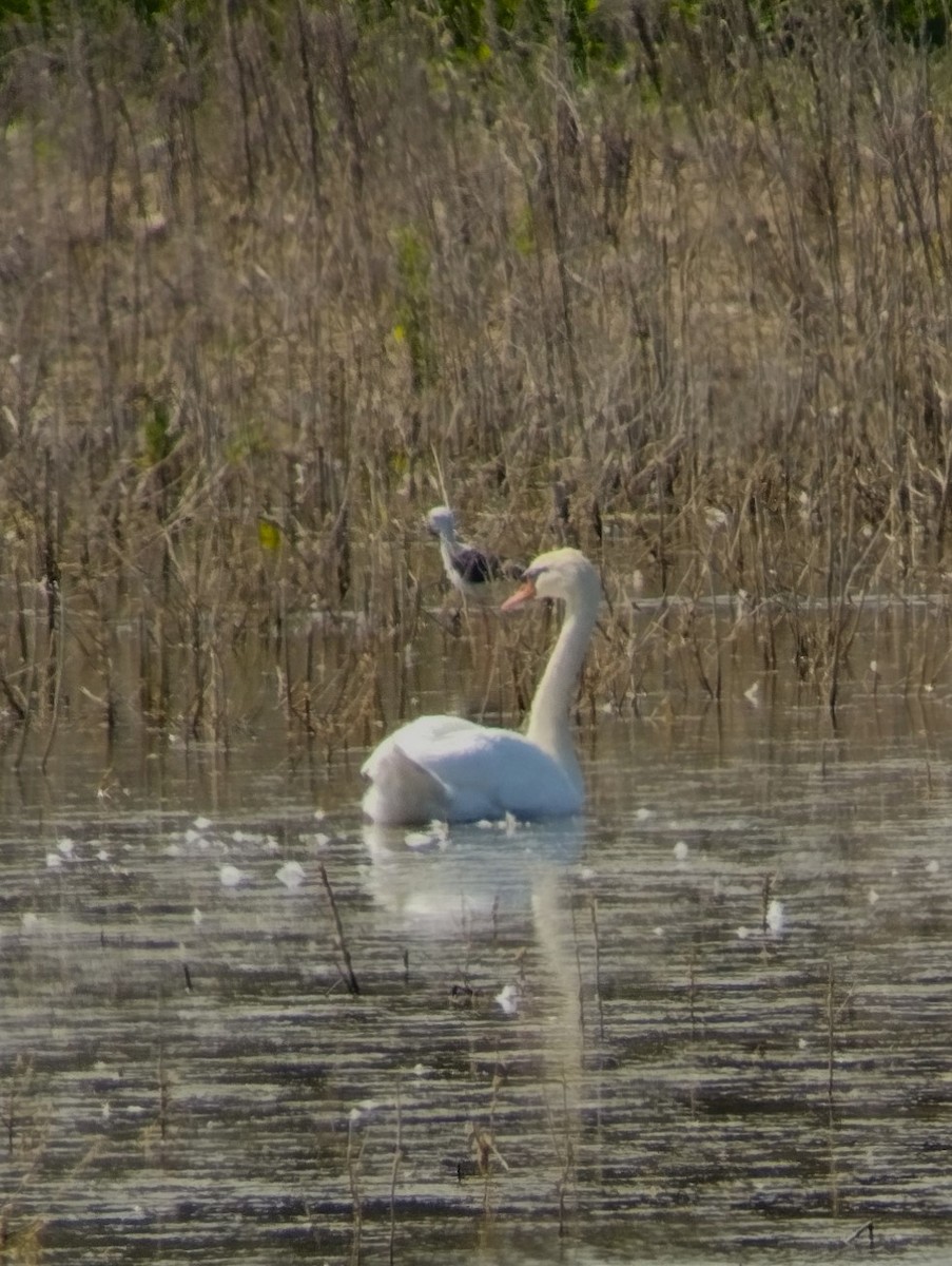 Mute Swan - ML504025351