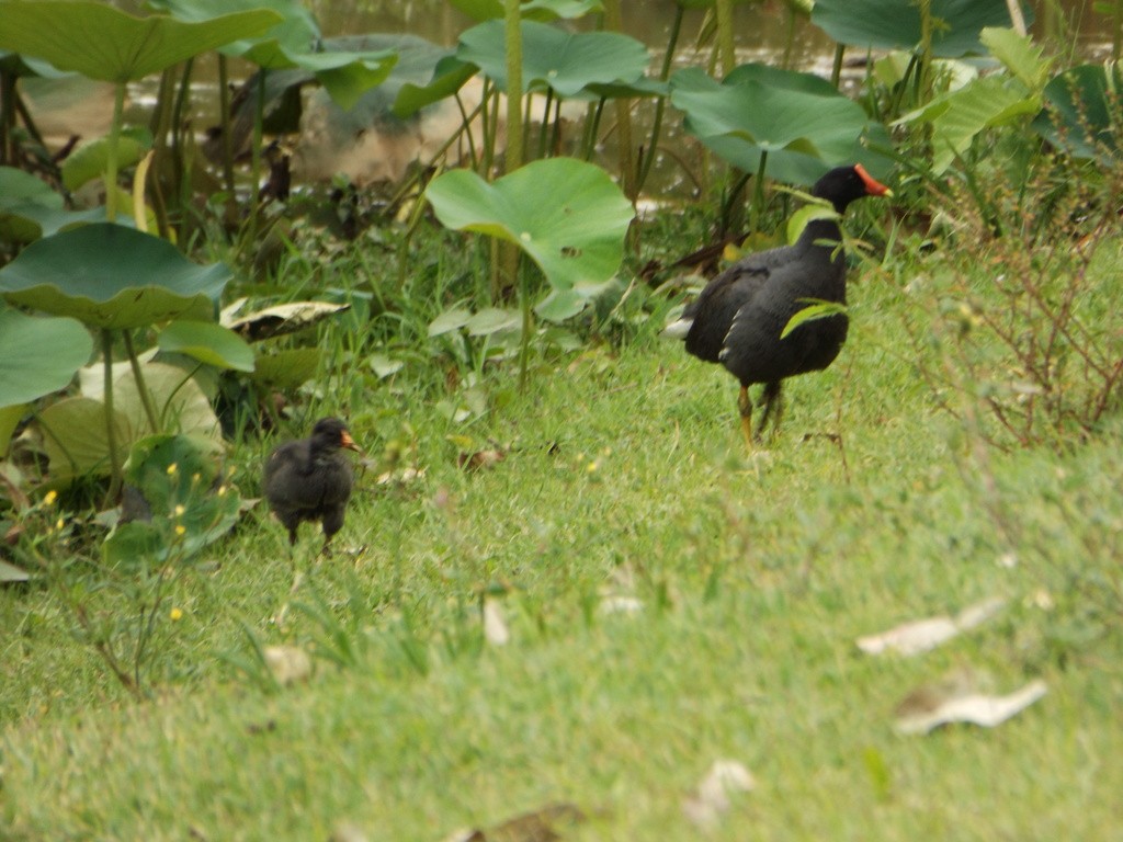 Common Gallinule - ML504025551