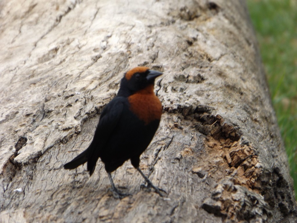 Chestnut-capped Blackbird - ML504025911