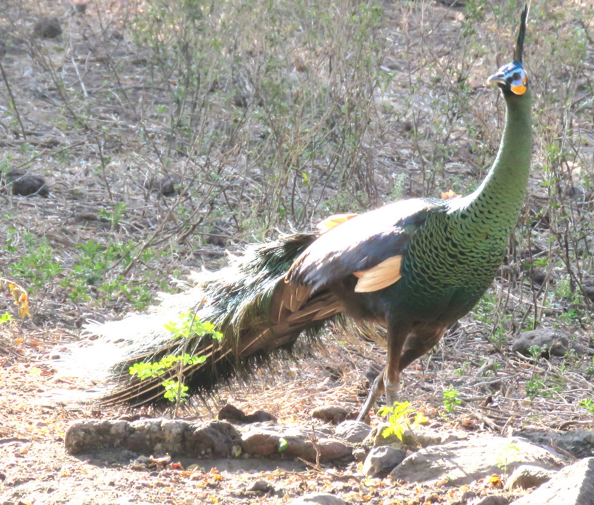 Green Peafowl - ML504026921