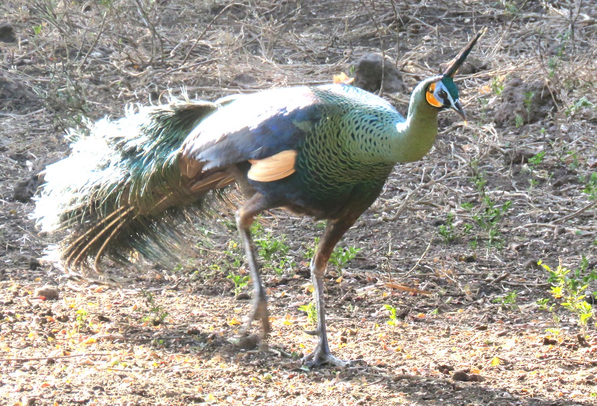 Pavo Real Cuelliverde - ML504026941