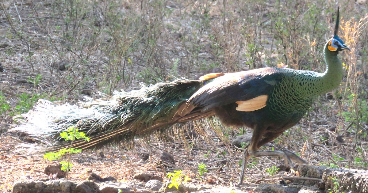 Green Peafowl - ML504026951