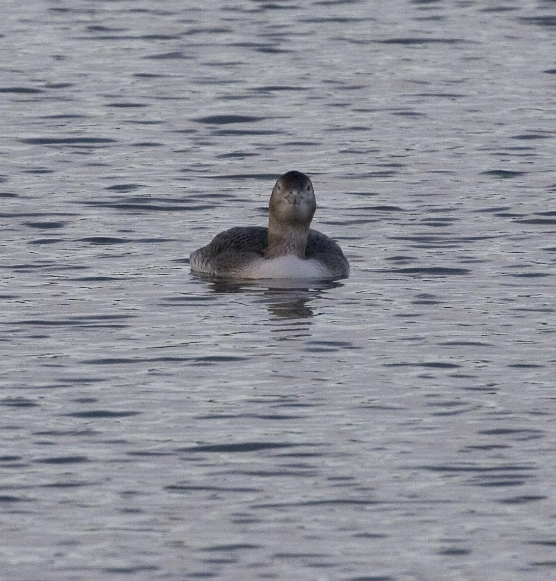 Yellow-billed Loon - Thomas Heinrich