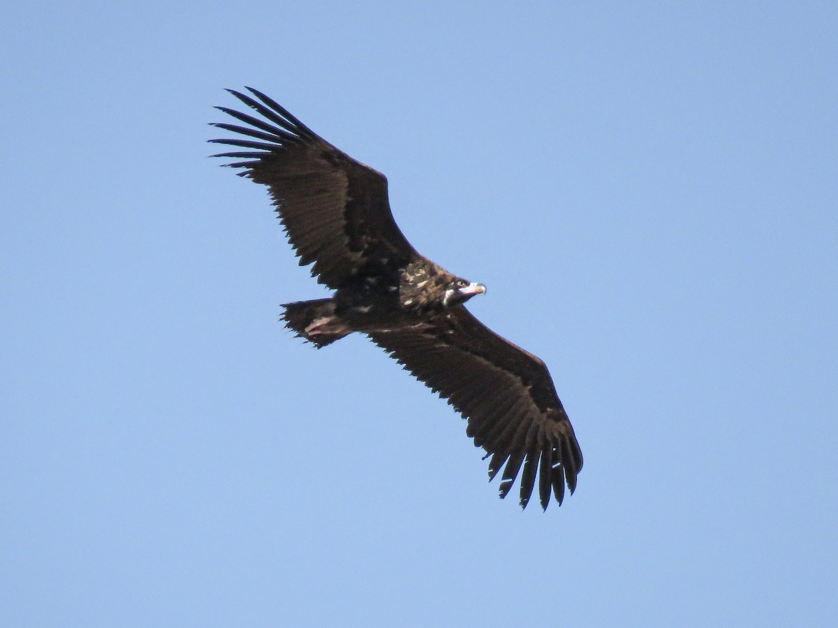 Cinereous Vulture - Jorge Peláez Blanco