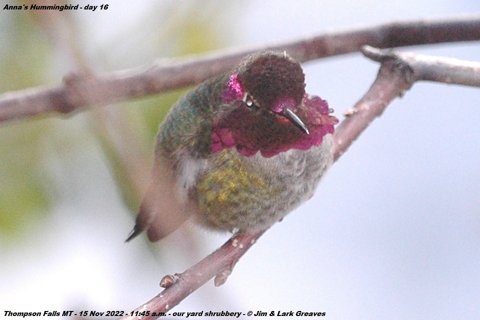 Anna's Hummingbird - ML504027641