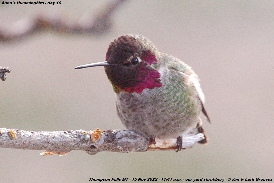 Anna's Hummingbird - ML504027651