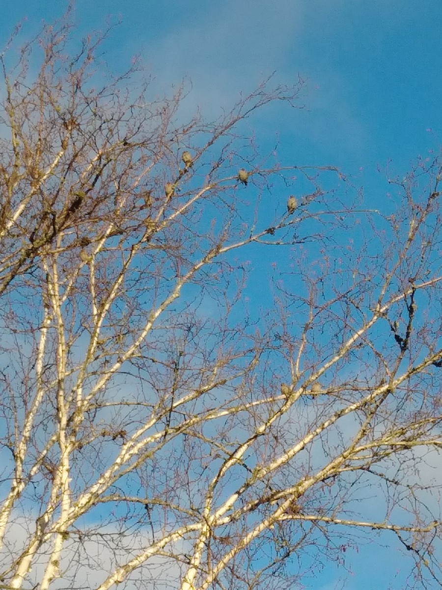 Bohemian Waxwing - ML504027961